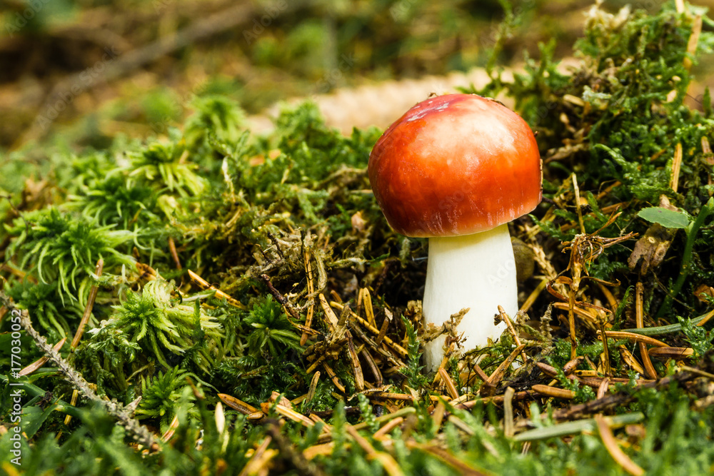 Nice fresh russula grows from moss with bright red cap Nice fresh russula grows from moss with bright red cap
