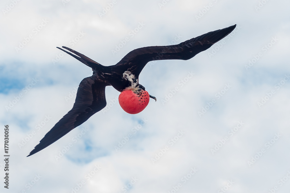Magnificent frigate bird in flight, Galapagos Islands. The inflated red ...