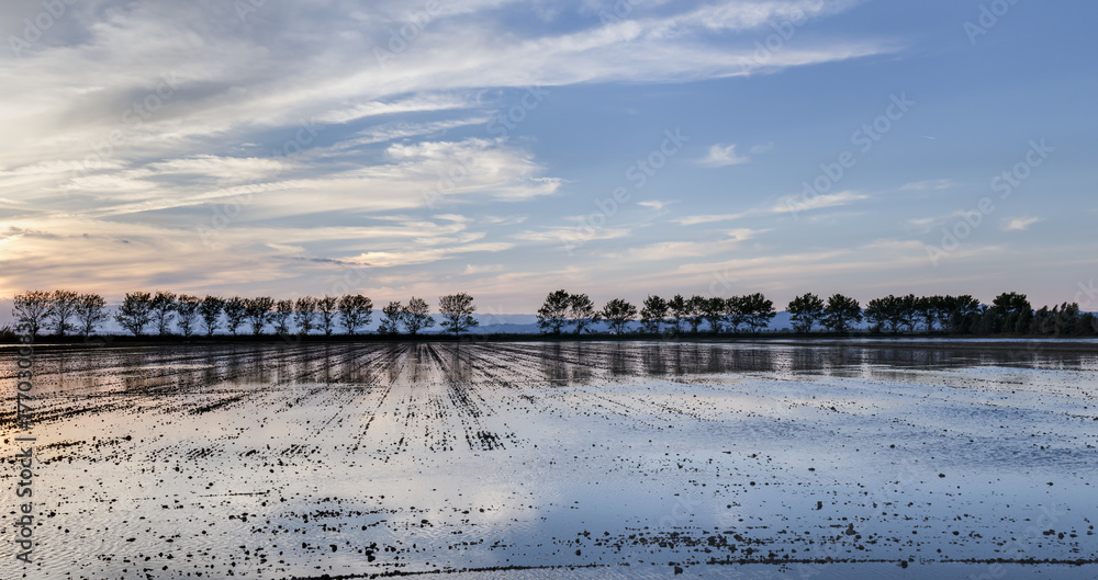 Panorámica de un atardecer en un arrozal inundado con fila de árboles al fondo Panorámica de un atardecer en un arrozal inundado con fila de árboles al fondo