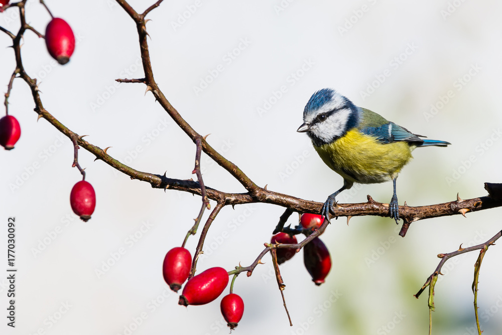 Fototapeta premium Small male blue-tit perched on rose hip twig with thorns