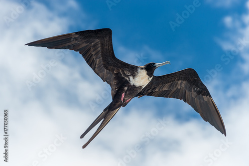 Great frigate bird in flight, Galapagos Islands