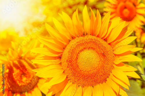 Bright yellow sunflowers and sun