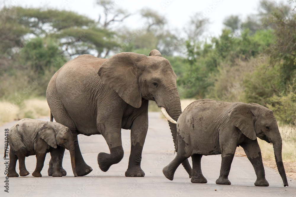 Fototapeta premium Elephants in Kruger national park