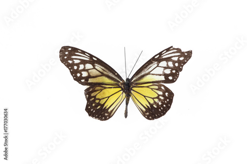 exotic butterfly on white isolated background, close-up, top view