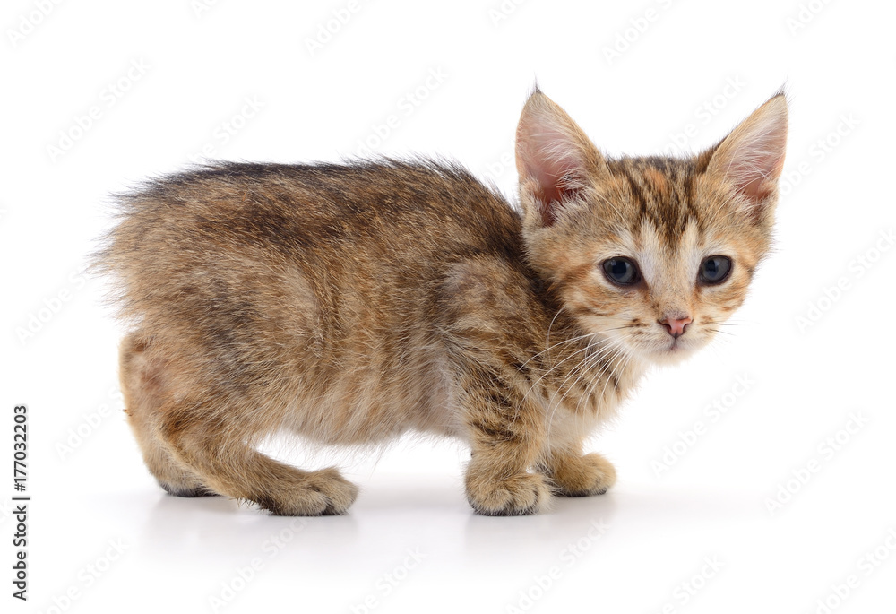 Obraz premium Small brown kitten.