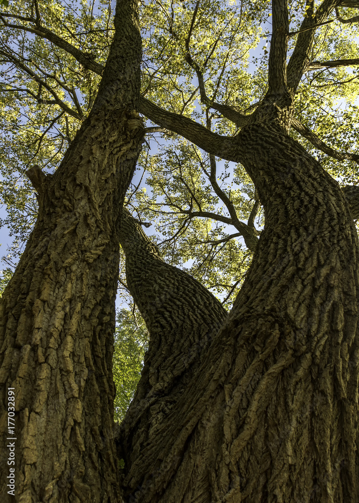 Fototapeta premium Embracing and yearning on an autumn afternoon