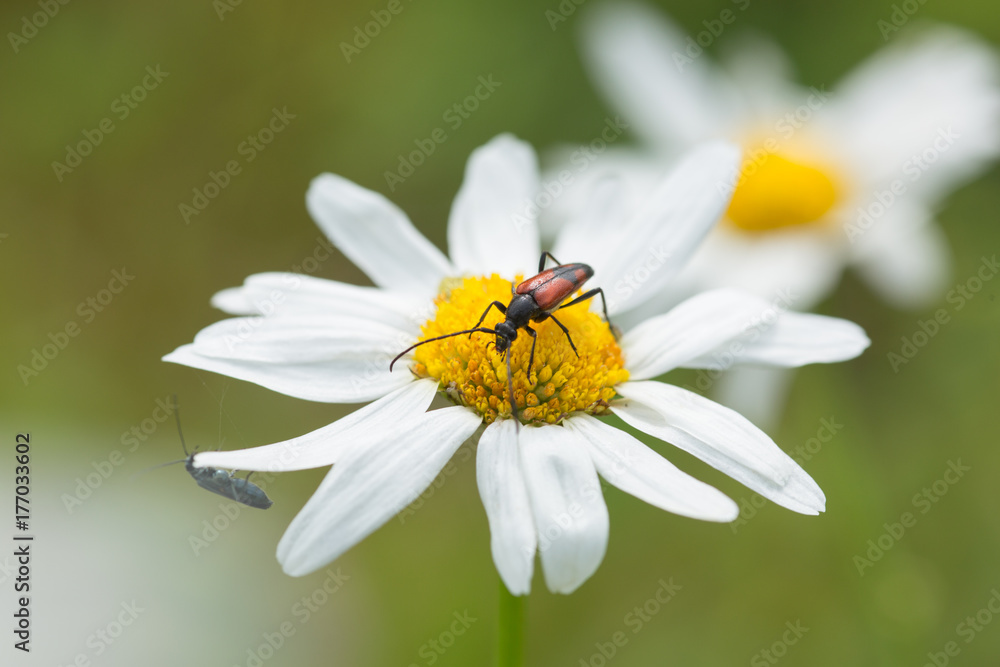 Fototapeta premium Insect is sitting on a flower