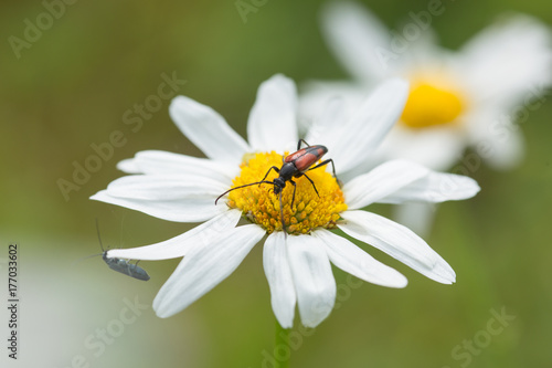 Insect is sitting on a flower