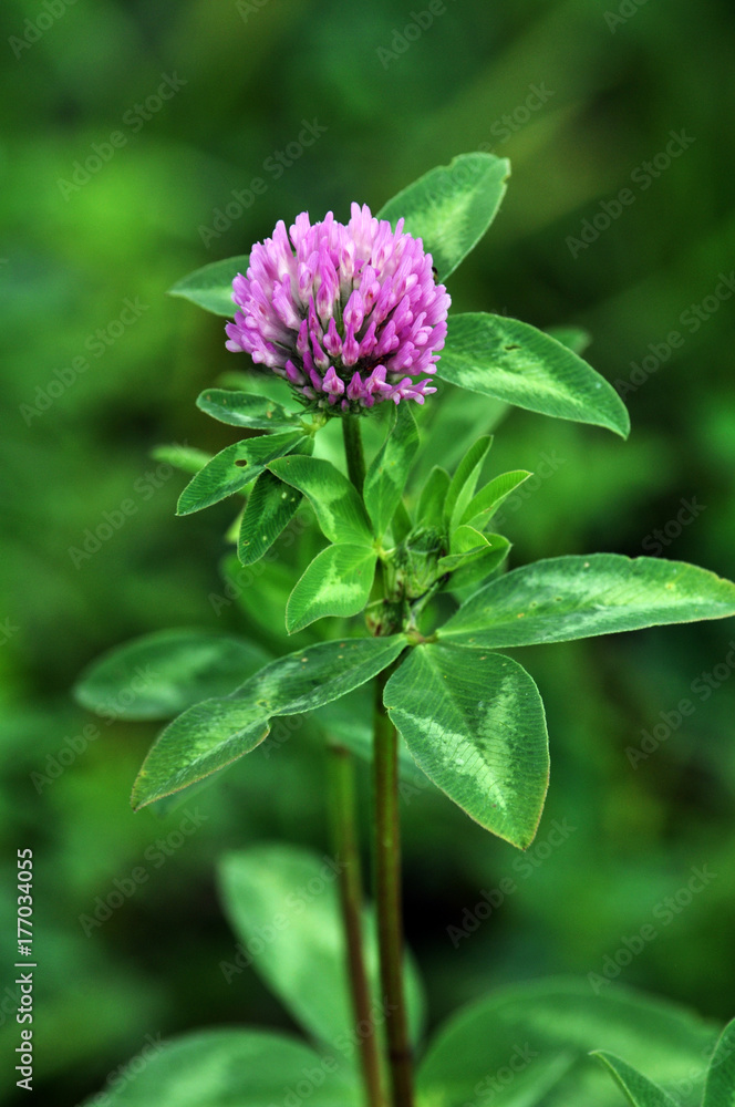 Flower stalk and red clover leaves Flower stalk and red clover leaves