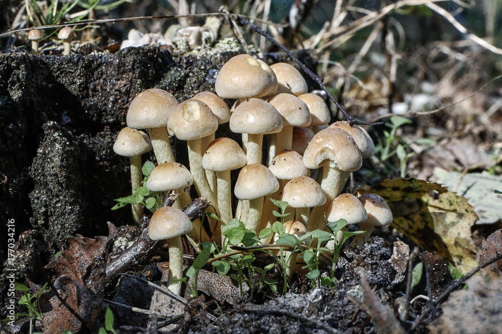 Edible fungus growing in the grass on the forest Edible fungus growing in the grass on the forest