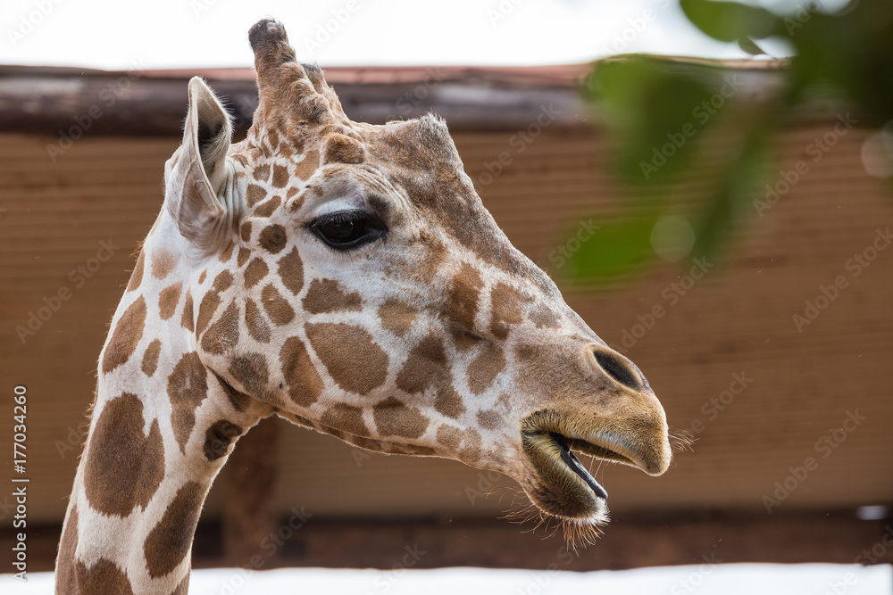 Closeup portrait of young giraffe Closeup portrait of young giraffe