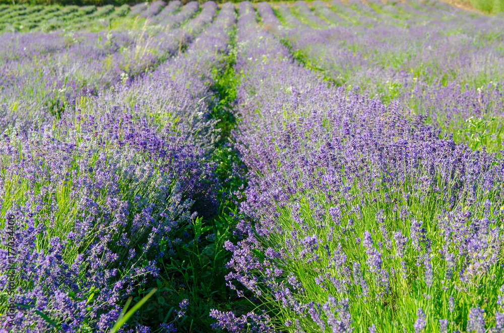 Obraz premium Lavender field