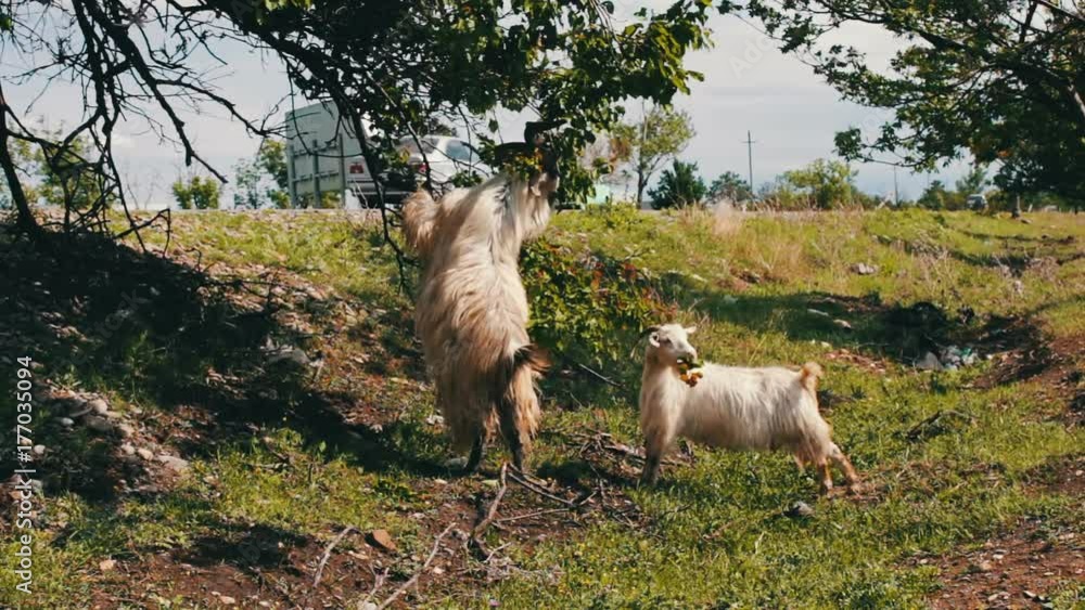 Goats eat foliage from a tree near a road Goats eat foliage from a tree near a road