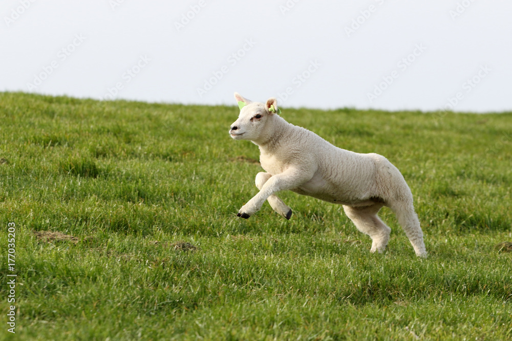 Young lamb in spring, jumping up from the grass Young lamb in spring, jumping up from the grass
