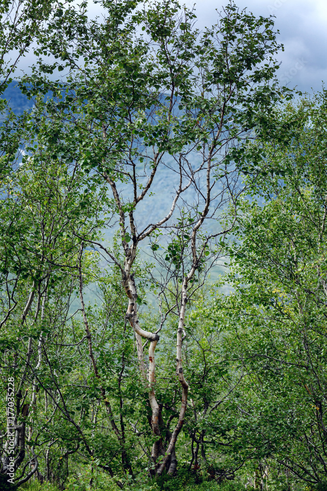 Fototapeta premium Dwarf birches, northern forest