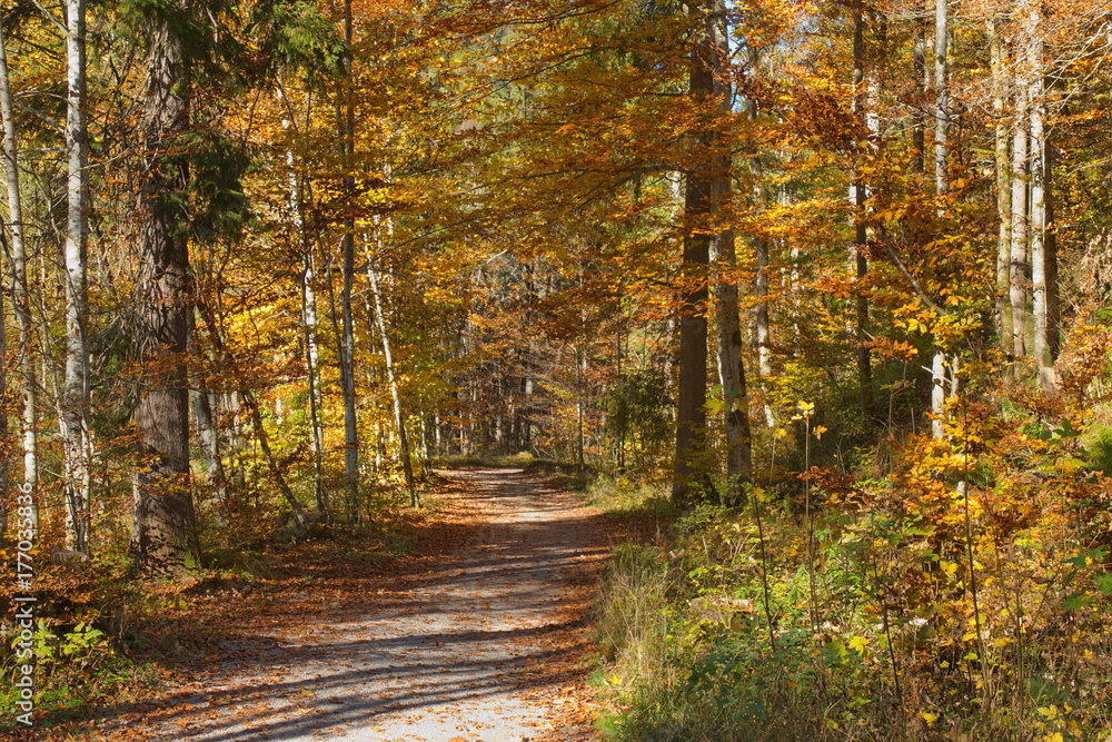 Obraz premium Herbst Wald Wanderweg