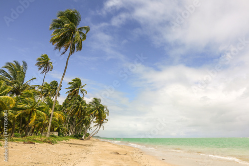 Palmtrees at the Beach in a Sunny Day with strong Wind