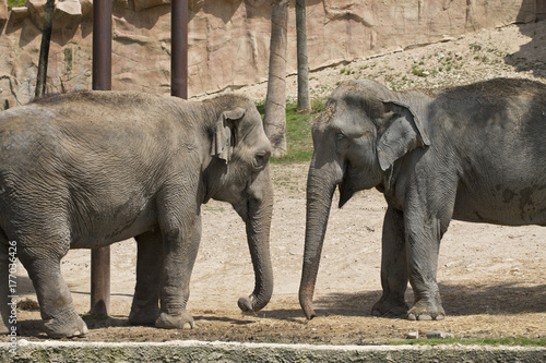 Captive Elephants