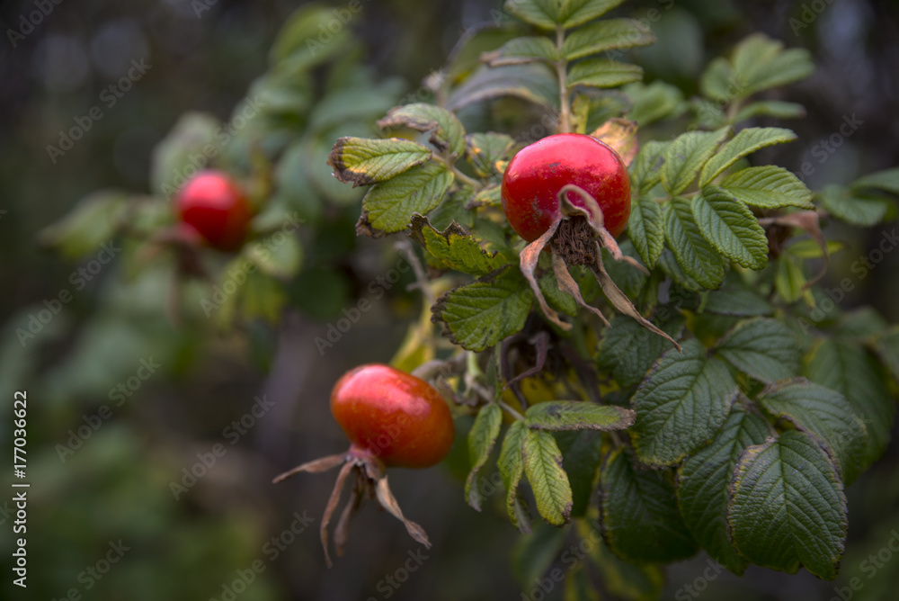 The rose hips