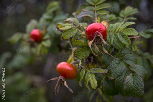 The rose hips