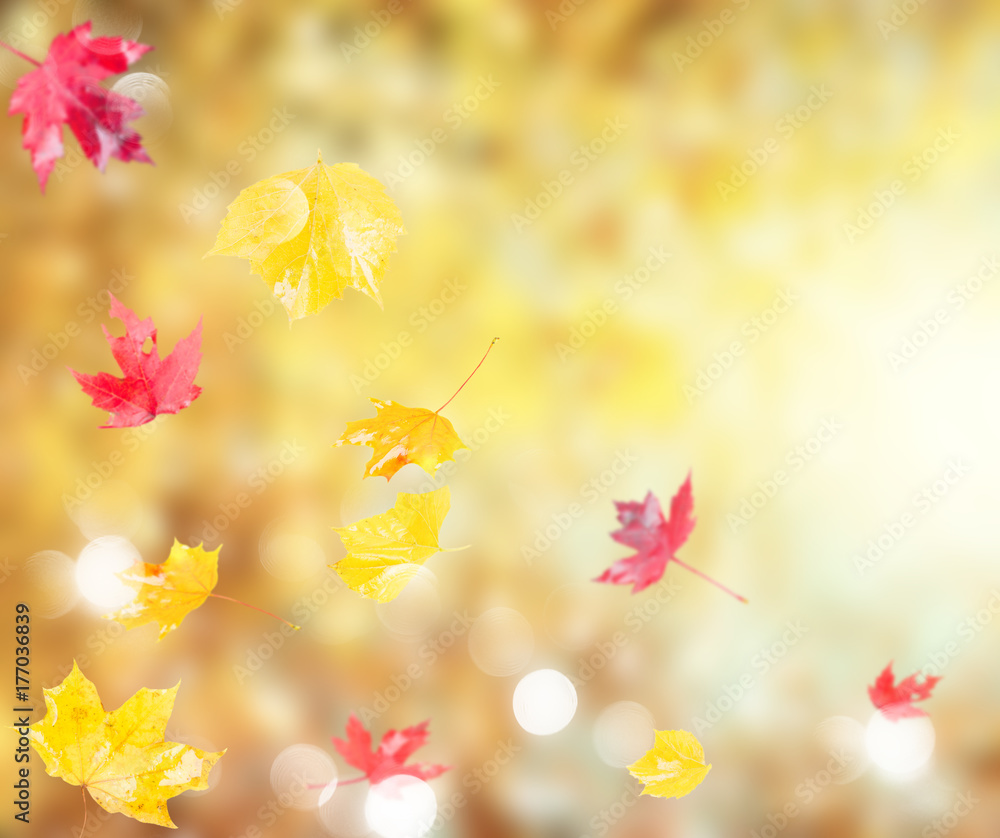 Fresh red and yellow fall foliage background with sunshine and copy space