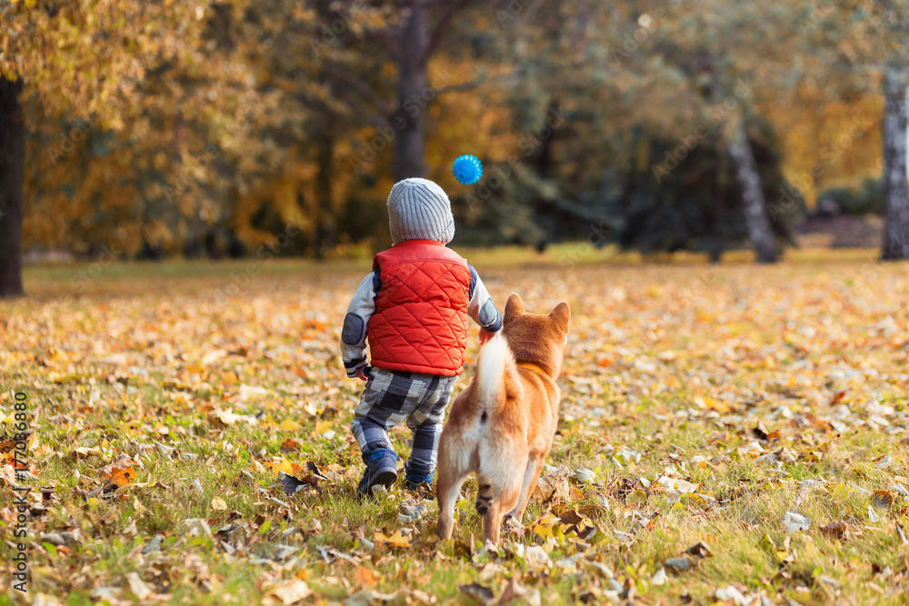 Baby boy playing with his red dog on the lawn in the autumn park. Shiba inu puppy and child are best friends, happyness and carefree childhood concept
