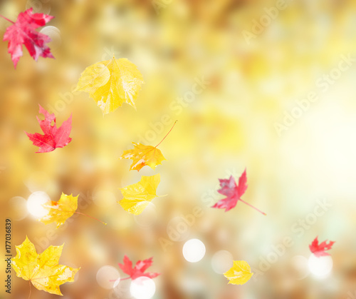 Fresh red and yellow fall foliage background with sunshine and copy space