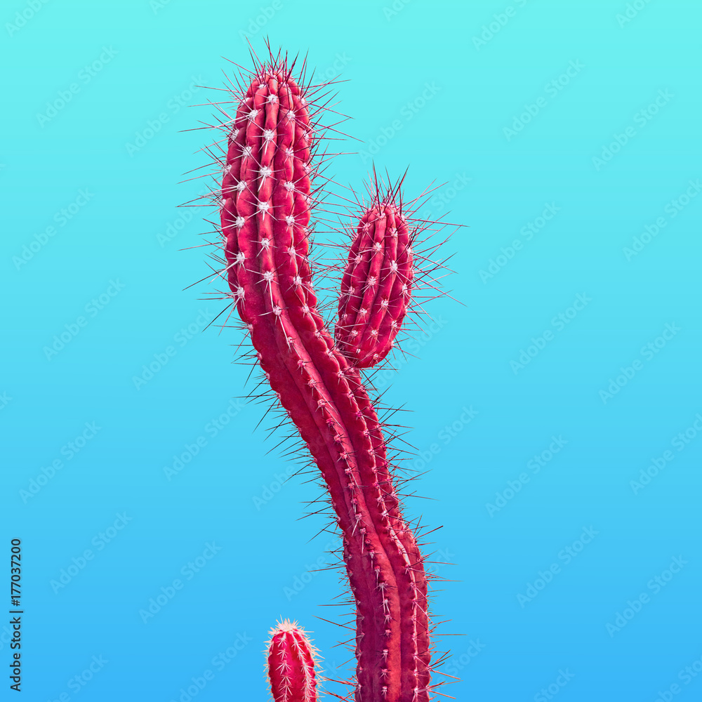 Naklejka premium Cactus. Minimal Stillife. Art Gallery Fashion Design. Neon Pink cactus. Vanilla Trendy Color. Concept on Blue background. Detail