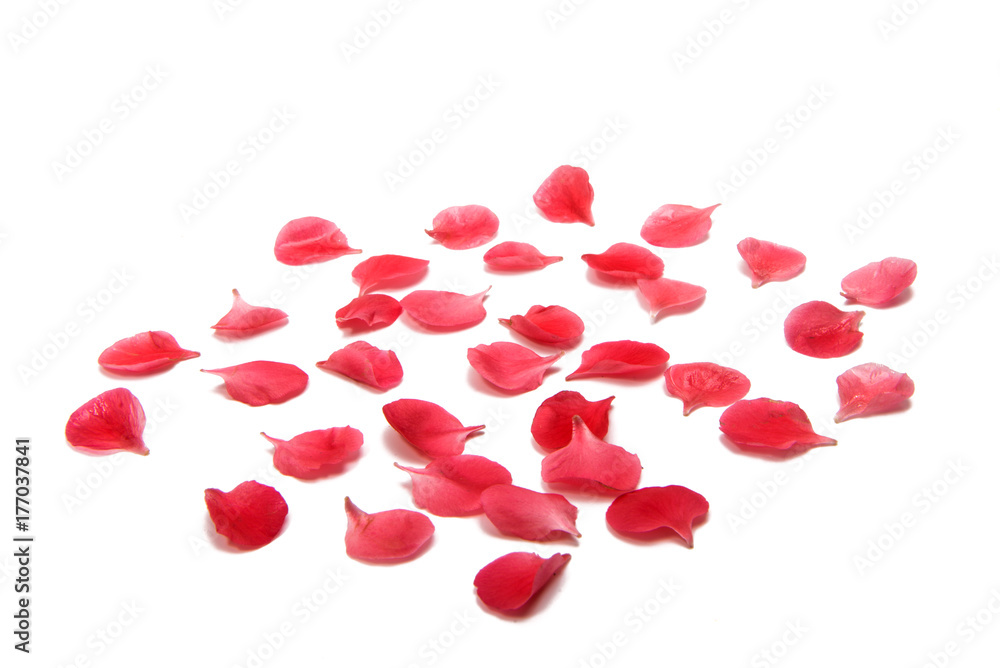 small red petals isolated small red petals isolated