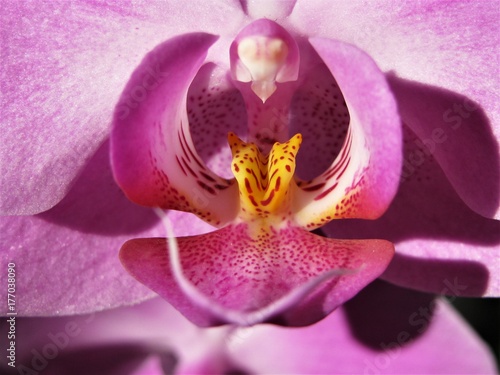 purple orchid perfect closeup
