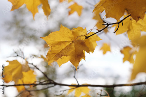 Autumn leaves on a tree branch