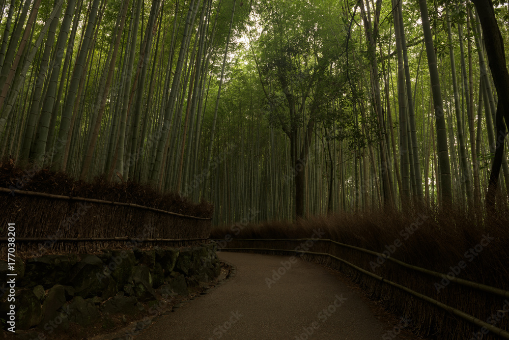 Obraz premium Bamboo forest inside the Arashiyama Bamboo Grove, Kyoto, Japan