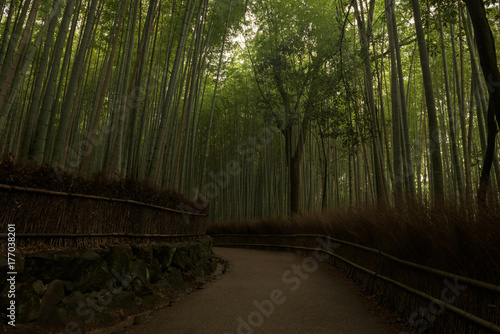Bamboo forest inside the Arashiyama Bamboo Grove  Kyoto  Japan