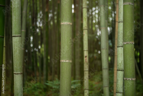 Bamboo forest inside the Arashiyama Bamboo Grove, Kyoto, Japan
