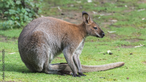   Big kangaroo standing on the grass 