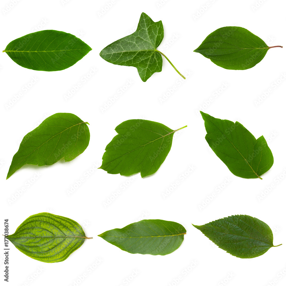 Nature background. Set Nature background. Set