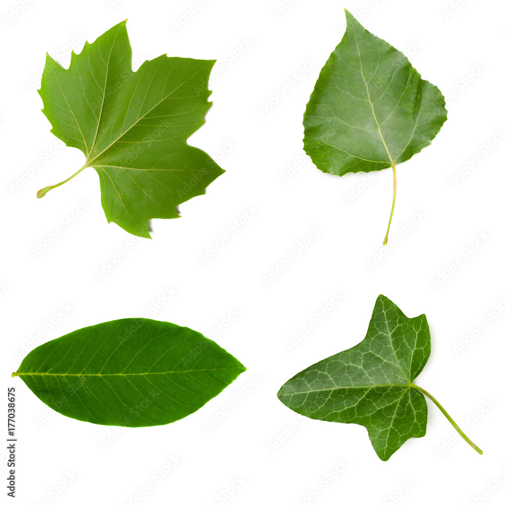 Obraz premium Nature background. Set