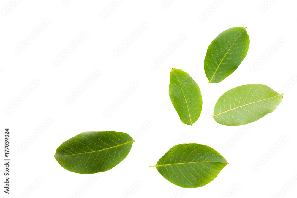 Green leaf Green leaf