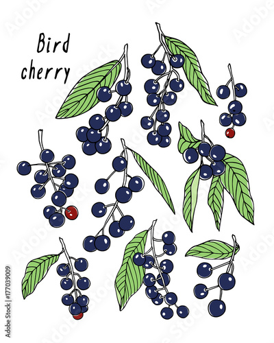 Hand drawn bird cherry twigs