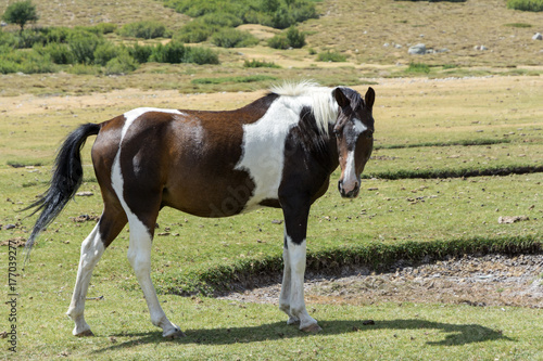 wild mottled horse on the mountain pasture in Corsica © passsy