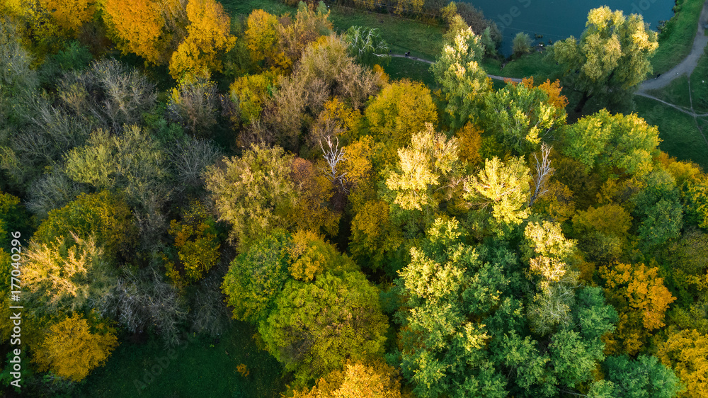 Golden autumn background, aerial view of forest landscape with yellow trees from above
Golden autumn background, aerial view of forest landscape with yellow trees from above