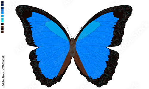 Schmetterling - Blauer Morphofalter