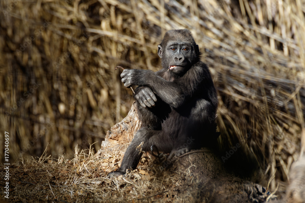 Obraz premium A Young Gorilla Sitting Quietly