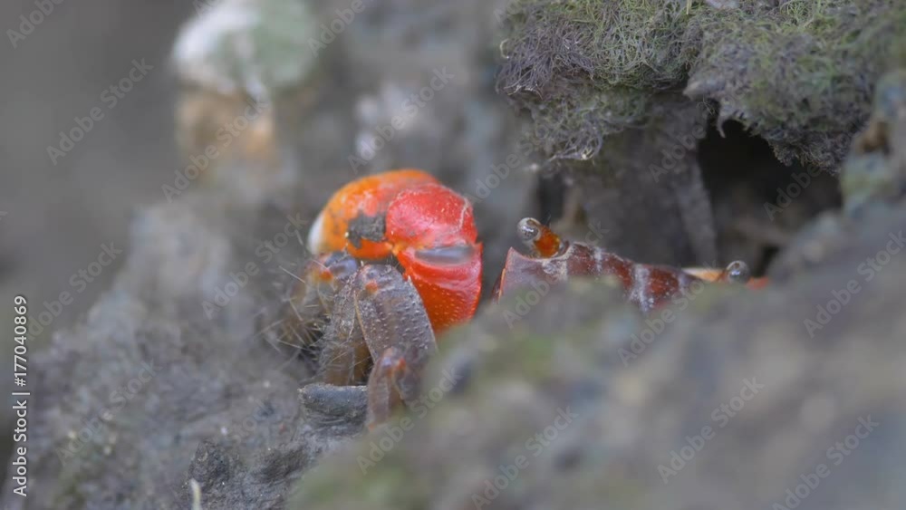 Crab livng mud in mangrove forest Crab livng mud in mangrove forest