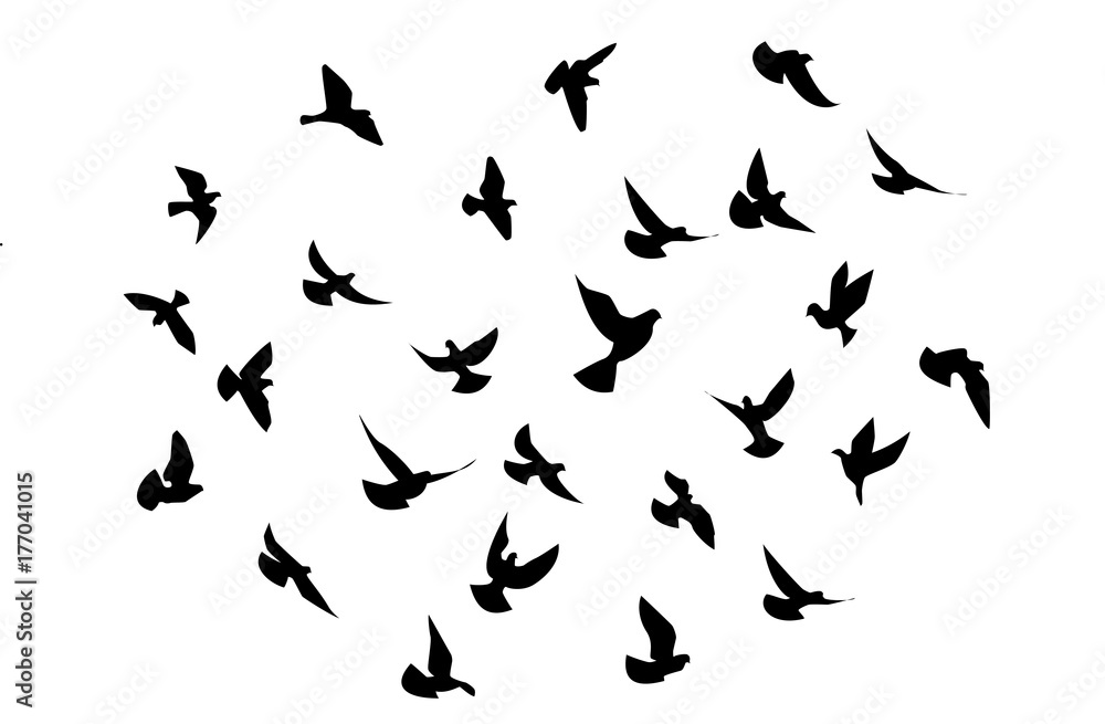 birds flying 