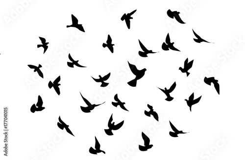 birds flying 