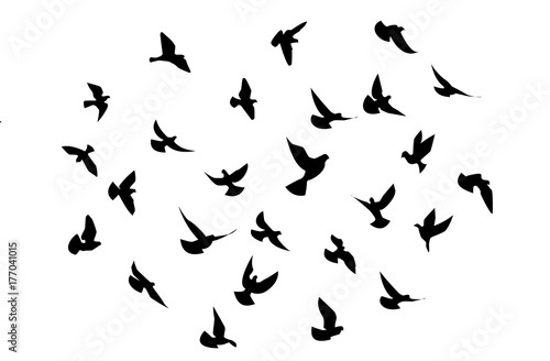 birds flying 