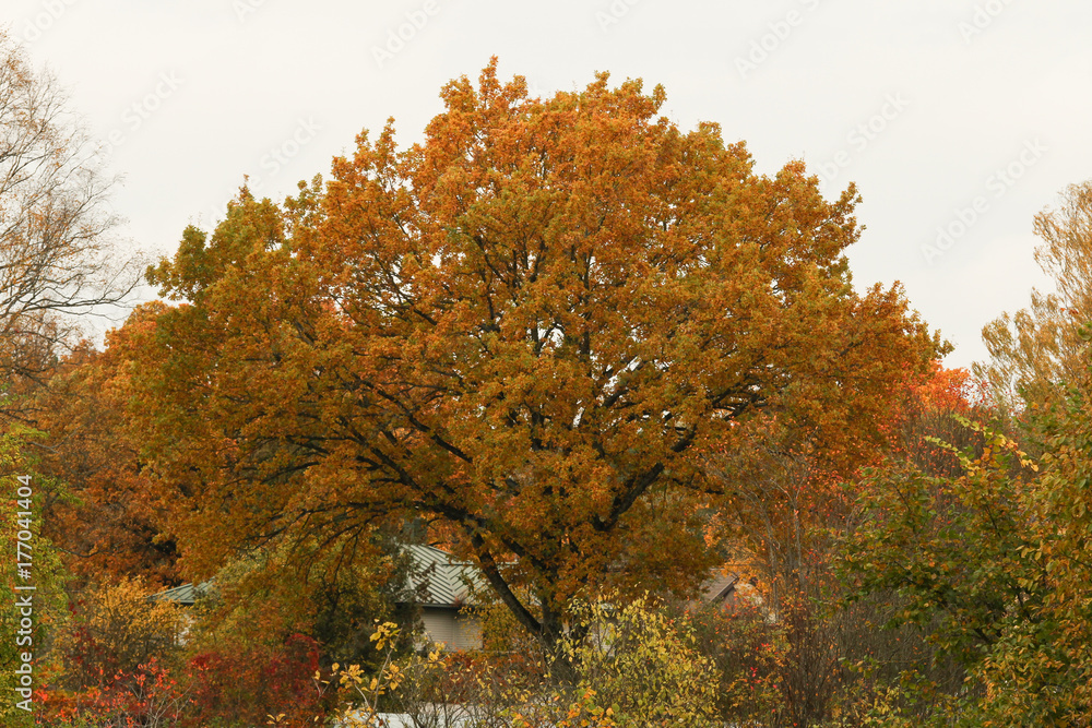 Big tree in autumn, with yellow, orange leaves.