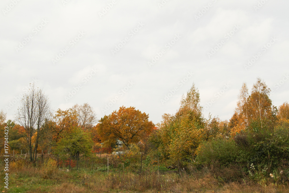 Autumn view of trees in forest - autumn.