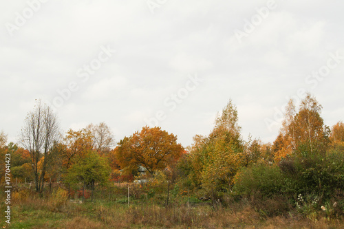 Autumn view of trees in forest - autumn.